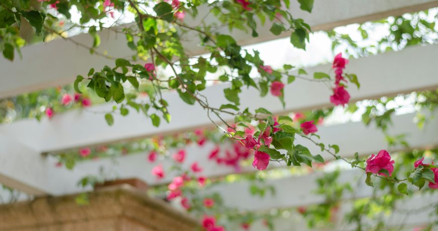 what is a pergola used for purpose